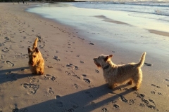 Dogs-on-beach