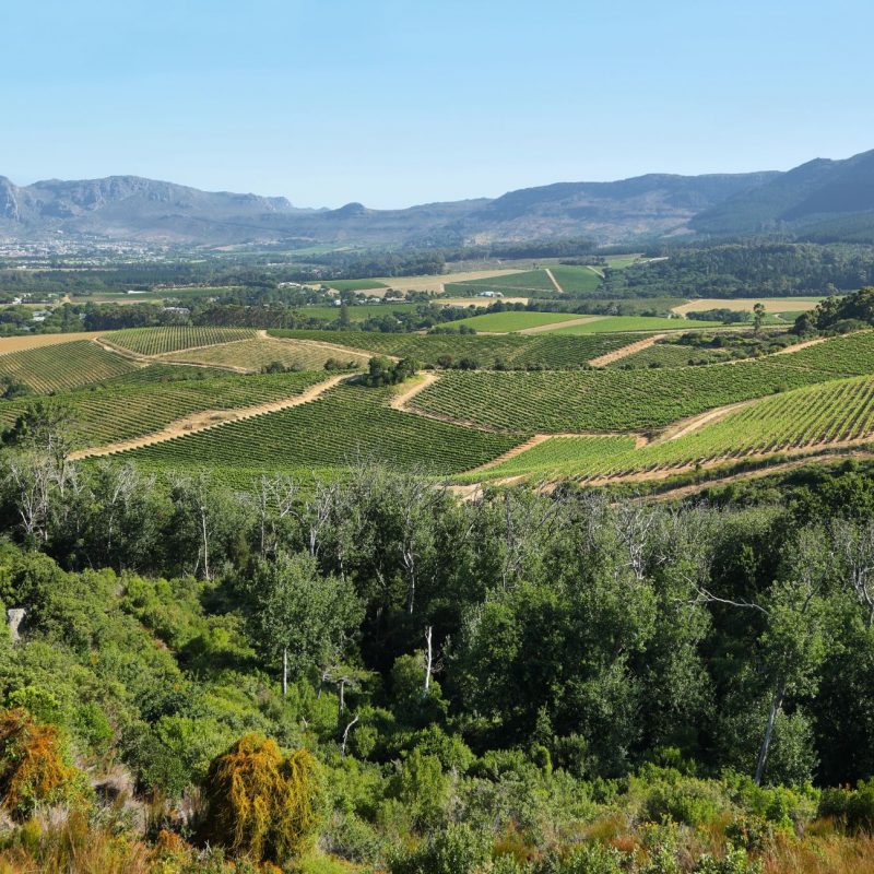 vineyards-landscape-in-constantia-valley-J47LFAS